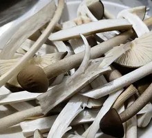Fire Torch Chicken Mushroom
