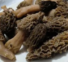 Morel Mushroom