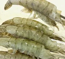 Fresh Shrimp