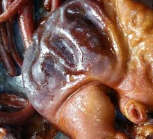 Wan Chun Braised Pig's Tripe