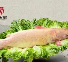 Red Sand Fish