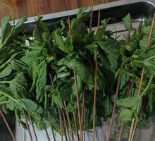 Pea Shoots