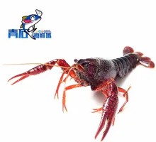 Ecological Crawfish