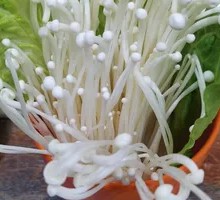 Enoki Mushroom
