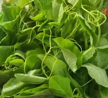 Pea Shoots