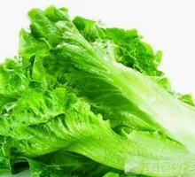 Lettuce