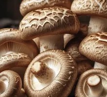 Shiitake Mushroom