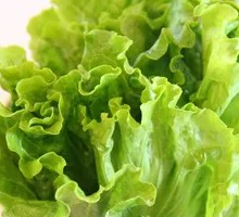 Lettuce