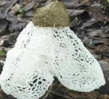 Bamboo Mushroom