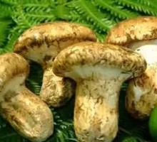 Fresh Elder Mushroom