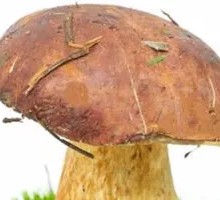 Delicious Chanterelle