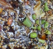 Sichuan Peppercorn Fish