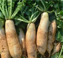 High Mountain Radish Dish