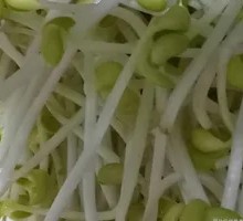 Bean Sprout Base