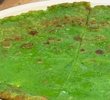 Wild Vegetable Pan Cake