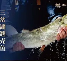 Three-Branch Lake Bighead Carp