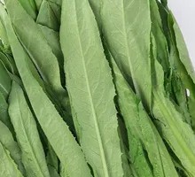 Oilseed lettuce