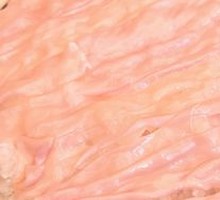 Nine-foot Fresh Goose Intestine