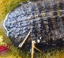 Bamboo Shoot and Softshell Turtle Soup