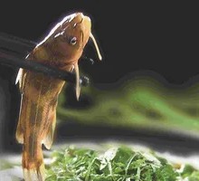 Sichuan Boiled Triangle Peak Fish