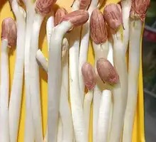 Peanut Sprouts