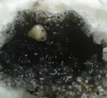 Pine Needle Sugar Bun