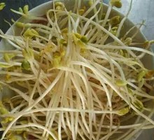 Mung Bean Sprouts