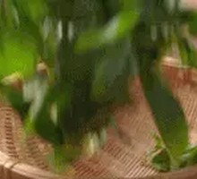 Puning Bean Sauce Stir-fried Hemp Leaves