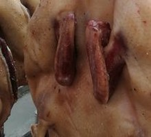 Wind-Blown Earth Duck