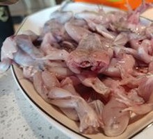 Freshly Killed American Bullfrog