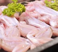 Freshly Killed American Bullfrog