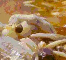 Sour Radish Duck Foot and Wing Soup