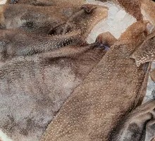 Fresh Beef Tripe from the Slaughterhouse