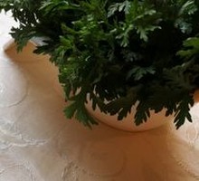 Chinese chrysanthemum greens