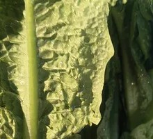 Fresh Leaf Lettuce