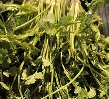 Cilantro