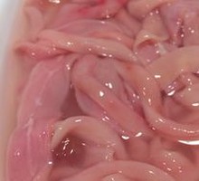 Fresh Goose Intestine