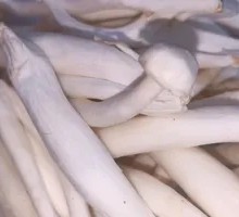 Seafood Mushroom