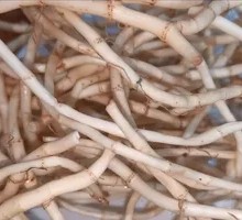 Houttuin Root