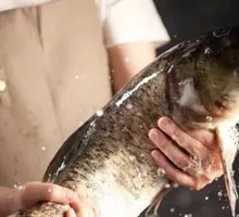 Fresh Fish Boiled Alive