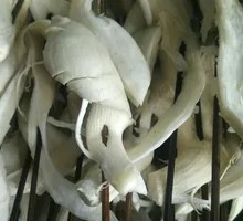 Enoki Mushroom