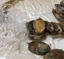 Abalone