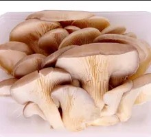 Enoki Mushroom