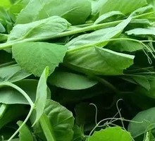 Pea Shoots