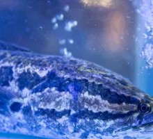 Black fish