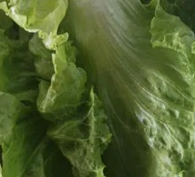 Lettuce