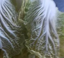 Bok choy