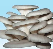 Enoki Mushroom
