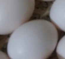 Egg