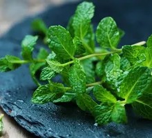 Mint with Stems